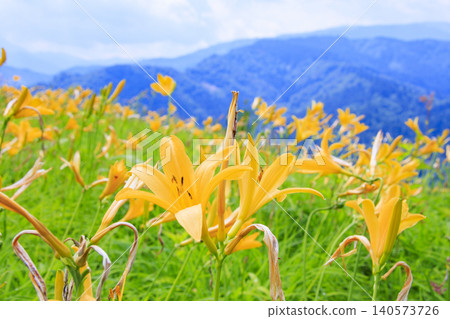 Hakusan Alpine Botanical Garden, where daylilies are in full bloom. Hakusan Alpine Botanical Garden, where daylilies are in full bloom. 140573726