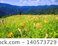 Hakusan Alpine Botanical Garden, where daylilies are in full bloom. 140573729