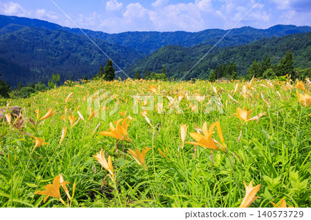 Hakusan Alpine Botanical Garden, where daylilies are in full bloom. Hakusan Alpine Botanical Garden, where daylilies are in full bloom. 140573729
