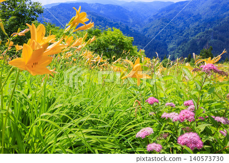Hakusan Alpine Botanical Garden, where daylilies are in full bloom. Hakusan Alpine Botanical Garden, where daylilies are in full bloom. 140573730