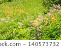 Hakusan Alpine Botanical Garden, where daylilies are in full bloom. 140573732