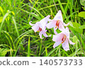 Hakusan Alpine Botanical Garden, where daylilies are in full bloom. 140573733