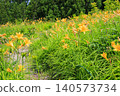 Hakusan Alpine Botanical Garden, where daylilies are in full bloom. 140573734