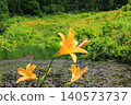 Hakusan Alpine Botanical Garden, where daylilies are in full bloom. 140573737