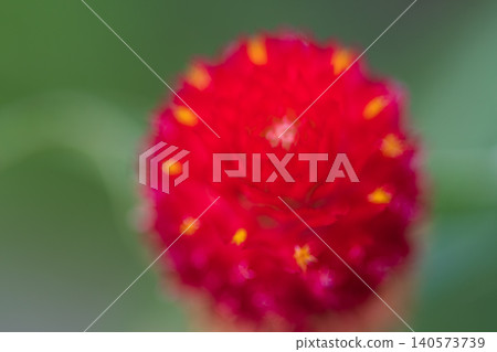 A macro photograph of a vibrant red globe amaranth. A macro photograph of a vibrant red globe amaranth. 140573739