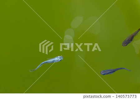 Several medaka fish swim on the clear green surface of the water. Several medaka fish swim on the clear green surface of the water. 140573773