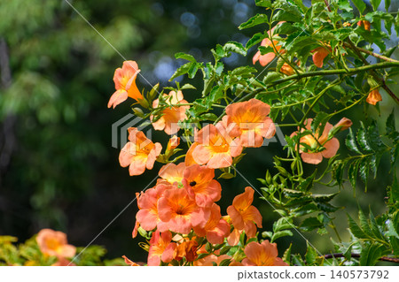 The trumpet vine blooms with vibrant orange flowers. The trumpet vine blooms with vibrant orange flowers. 140573792