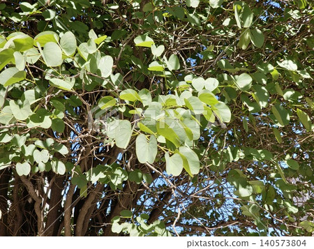 Characteristic foliage of Bauhinia forficata tree Characteristic foliage of Bauhinia forficata tree 140573804