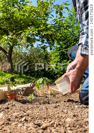 Hand watering tomato seedlings in the ground. Agriculture. 140573829