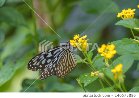 Chestnut Tiger butterflies gather on yellow lantana flowers to sip nectar. Chestnut Tiger butterflies gather on yellow lantana flowers to sip nectar. 140573886