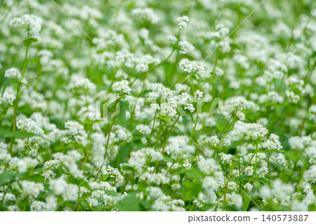 A buckwheat field stretches as far as the eye can see, covered in delicate white flowers. A buckwheat field stretches as far as the eye can see, covered in delicate white flowers. 140573887