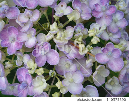 Close-up of lovely hydrangea flowers tinged with pale purple. Close-up of lovely hydrangea flowers tinged with pale purple. 140573890