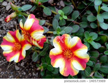 A beautiful flowerbed of portulaca with vibrant red and white patterns. 140573989