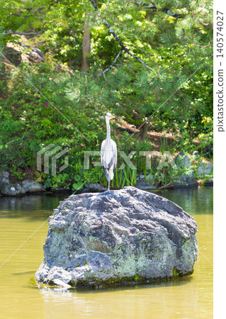 京都圓山公園景色和一隻蒼鷺。 京都圓山公園景色和一隻蒼鷺。 140574027