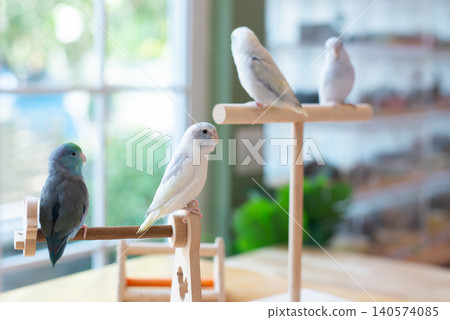 Group of colorful Forpus parrot perch on wood stand in bright room. Group of colorful Forpus parrot perch on wood stand in bright room. 140574085