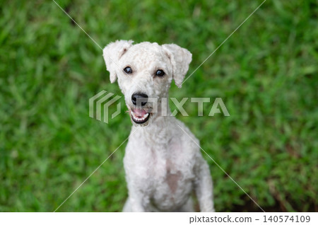 Happy looking poodle dog portrait Happy looking poodle dog portrait 140574109