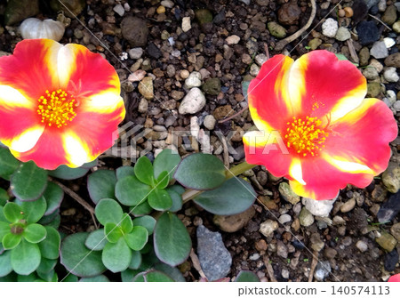 A summer garden in which portulaca flowers, shining in red and white, are in bloom. 140574113
