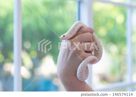 Close-up of a Snow Western Hognose snake (Heterodon nasicus) coiled on a person's hand with blurred window background. Close-up of a Snow Western Hognose snake (Heterodon nasicus) coiled on a person's hand with blurred window background. 140574114