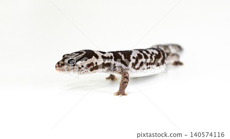 Side view of an African Fat-tailed Gecko (Hemitheconyx caudicinctus) isolated on white background. 140574116