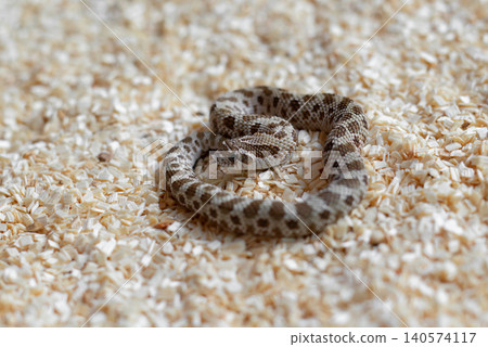 Close-up of a cute newborn Western Hognose snake hatchling (Heterodon nasicus) coiled on wood shavings looking at the camera. Close-up of a cute newborn Western Hognose snake hatchling (Heterodon nasicus) coiled on wood shavings looking at the camera. 140574117