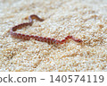 High-angle shot of a newborn Ultramel Corn snake hatchling (Pantherophis guttatus) crawling on wood shavings substrate. 140574119