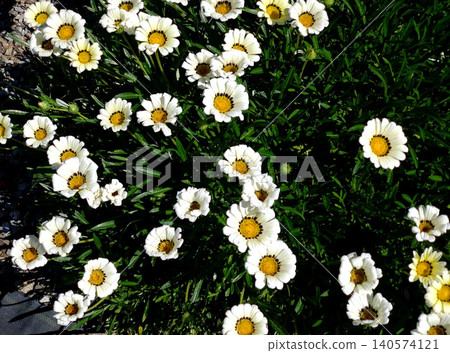 一片盛開著白色花朵的非洲菊花壇。 一片盛開著白色花朵的非洲菊花壇。 140574121