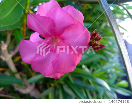 Double-flowered oleander that produces vibrant pink blossoms. Double-flowered oleander that produces vibrant pink blossoms. 140574138