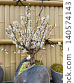 White sakura Blossom Bonsai Tree in Decorative Pot Against Bamboo Fence. no people. 140574143