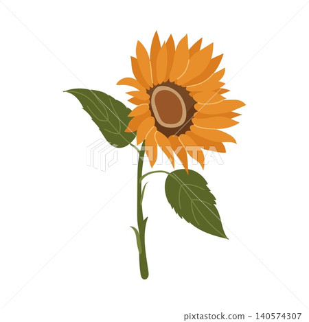 Large bright yellow sunflower with green leaves and stem vector illustration Large bright yellow sunflower with green leaves and stem vector illustration 140574307