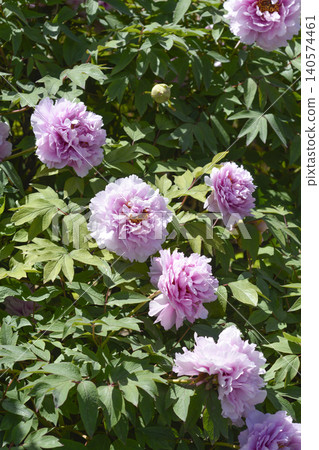 Pink tree peony blossoms in a sunny garden Pink tree peony blossoms in a sunny garden 140574461