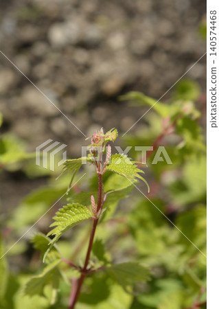 Green False Nettle Plant Growing on Soil Background 140574468