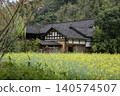 A house with a dark tiled roof in a rapeseed field in the mountains near Zhangjiajie, China 140574507