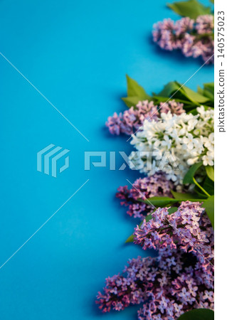 spring lilac branches arranged on blue backdrop spring lilac branches arranged on blue backdrop 140575023