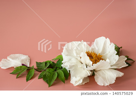 Beautiful white peony blossom with copy space on pink background Beautiful white peony blossom with copy space on pink background 140575029