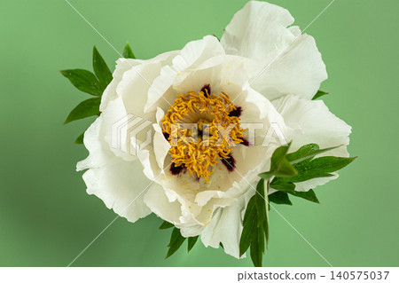 White peony flower on soft green background White peony flower on soft green background 140575037