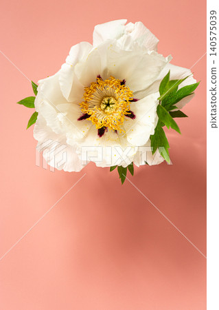 Delicate white peony flower with yellow center on pink background 140575039