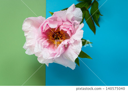 Blooming pastel pink peony on colorful blue and green background Blooming pastel pink peony on colorful blue and green background 140575040