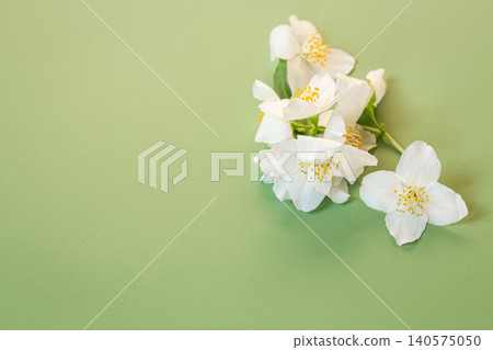white jasmine flowers arrangement with copy space on green background white jasmine flowers arrangement with copy space on green background 140575050