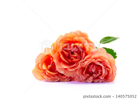 coral roses composition isolated on white background coral roses composition isolated on white background 140575052