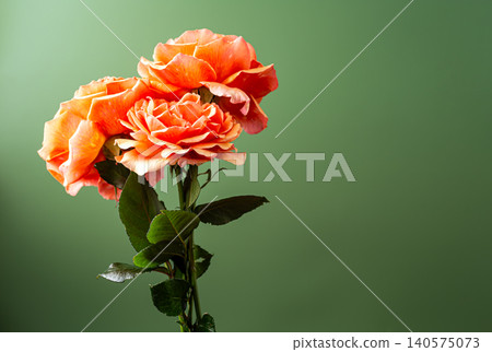 Decorative arrangement of peach orange roses on green surface Decorative arrangement of peach orange roses on green surface 140575073