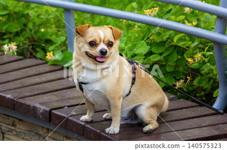 Cute little Chihuahua puppy, sitting on a bench Cute little Chihuahua puppy, sitting on a bench 140575323