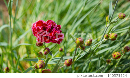 Blooming burgundy carnation close-up. A beautiful flower Blooming burgundy carnation close-up. A beautiful flower 140575324