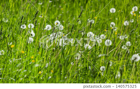 There are a lot of dandelions in the field. Selective focus There are a lot of dandelions in the field. Selective focus 140575325