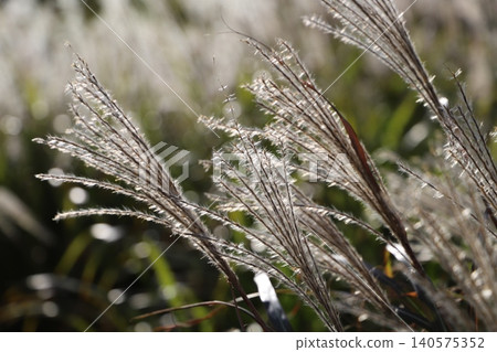 Kabuto-iwa Observatory (Aso City, Kumamoto Prefecture) - Pampas grass swaying in the wind Kabuto-iwa Observatory (Aso City, Kumamoto Prefecture) - Pampas grass swaying in the wind 140575352
