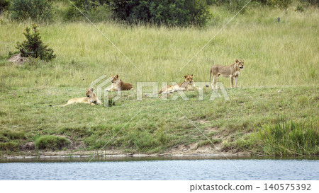 African lion in Greater Kruger National park, South Africa African lion in Greater Kruger National park, South Africa 140575392