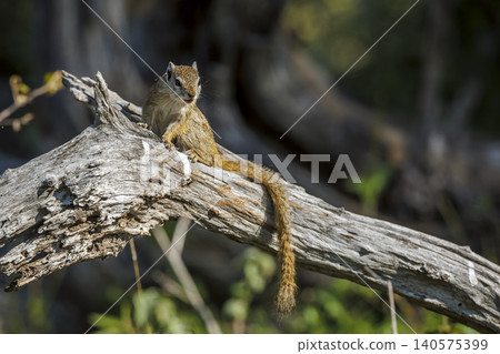 Smith bush squirrel in Greater Kruger National park, South Africa Smith bush squirrel in Greater Kruger National park, South Africa 140575399