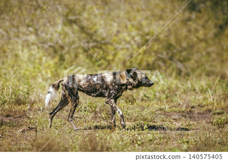 African wild dog in Greater Kruger National park, South Africa African wild dog in Greater Kruger National park, South Africa 140575405