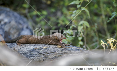 Common dwarf mongoose in Greater Kruger National park, South Africa Common dwarf mongoose in Greater Kruger National park, South Africa 140575427