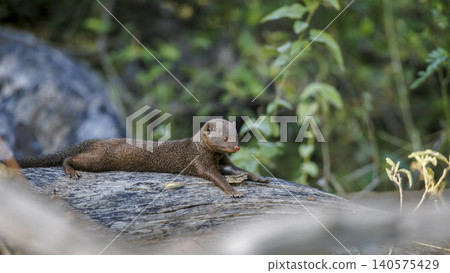 Common dwarf mongoose in Greater Kruger National park, South Africa Common dwarf mongoose in Greater Kruger National park, South Africa 140575429