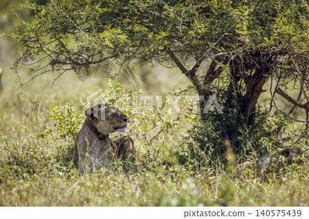 African lion in Greater Kruger National park, South Africa African lion in Greater Kruger National park, South Africa 140575439